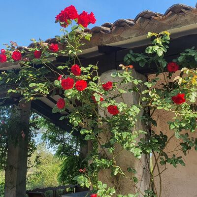 Entretien de jardin