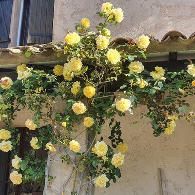Entretien de jardin