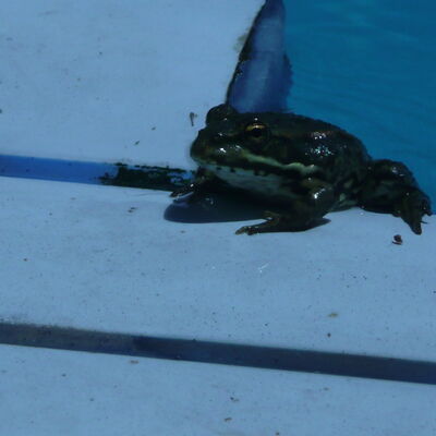 Entretien de piscine